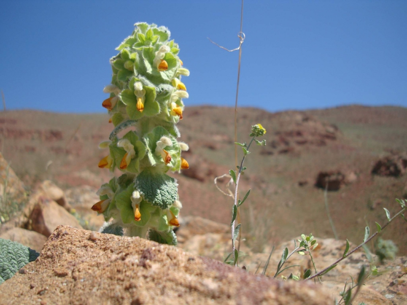 بالوتا